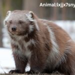 Animal:lxjjx7snyfs= Wolverine: Nature's Fiercest Furballs