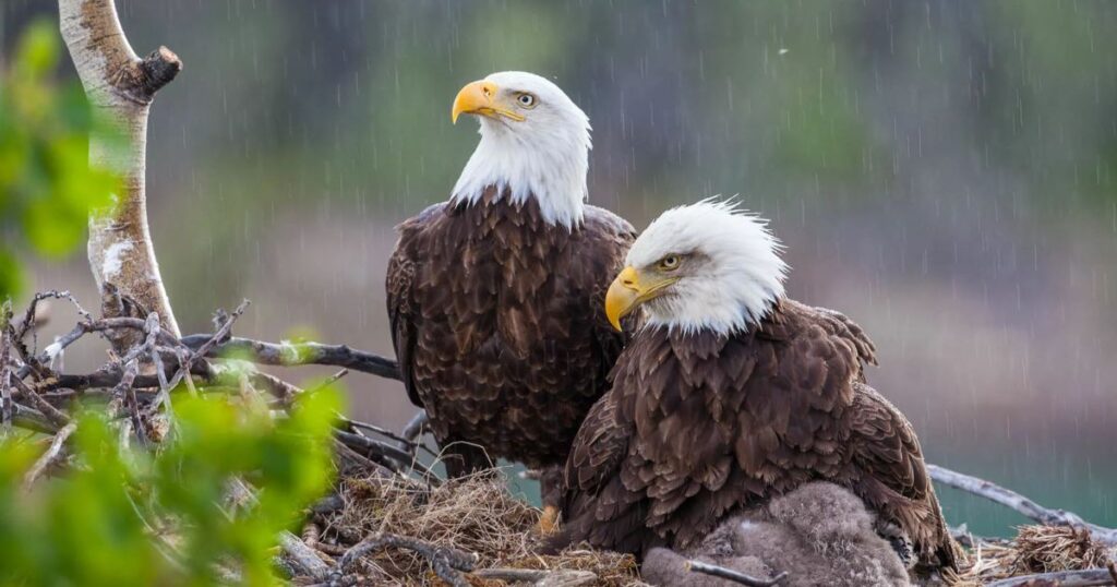 Bald Eagle Conservation Efforts