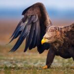 Hancock Birds: A Soaring Symphony of Nature's Wonders