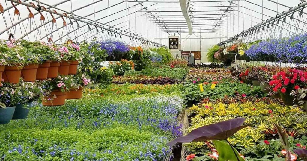 The Role of Plant Nurseries in Promoting Biodiversity